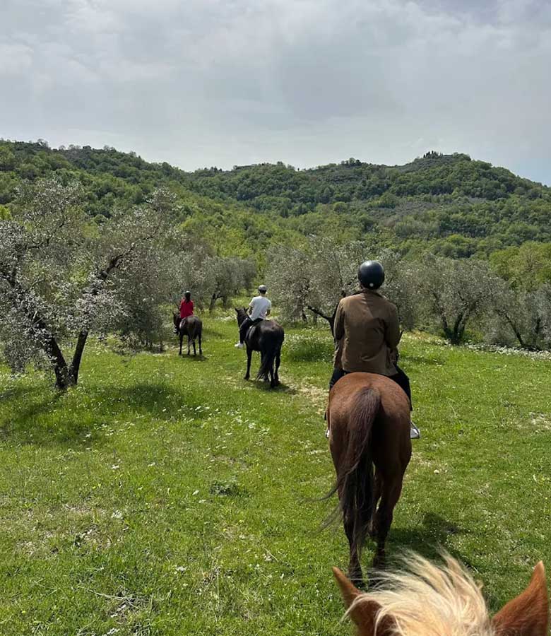 cavalli